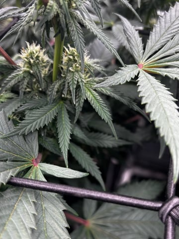 Pink Passion Fruit — flower, day 69