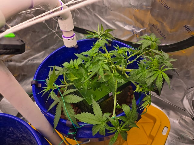 Fastbuds Autoflower Run — vegetative, day 32