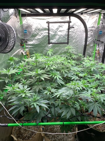 Papaya Frosting  — flower, day 68