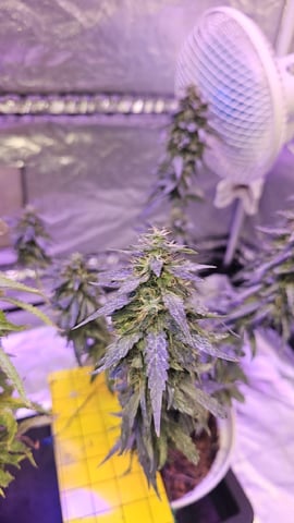 Amnesia Haze Run — flower, day 80