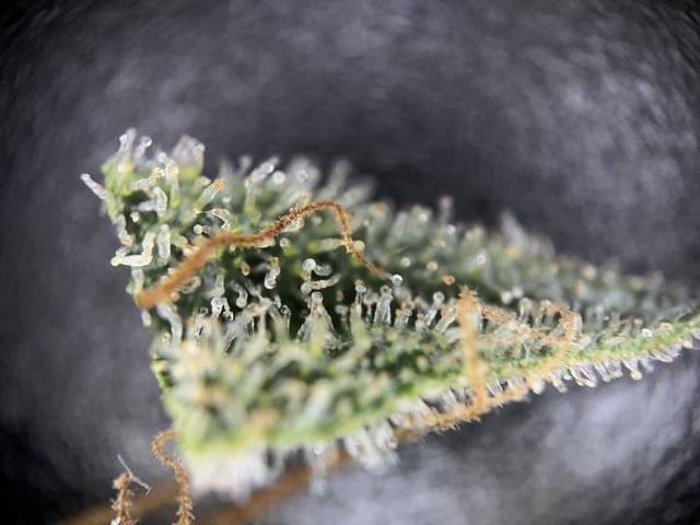 1.75 — harvest, day 83