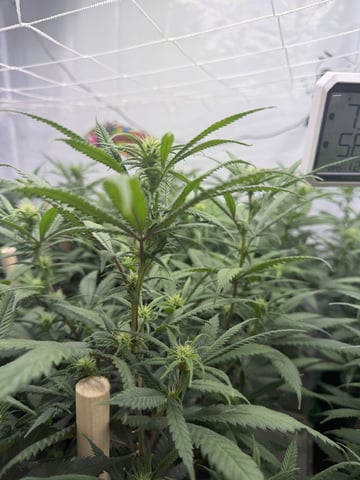 Indoor Grow  — flower, day 157