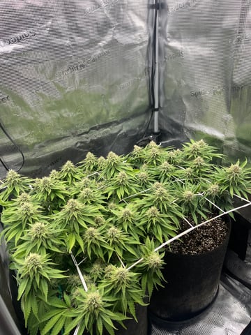 Gorilla Zkittlez & RS #11 — flower, day 82