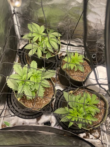 Mainely Organic Mix — flower, day 1