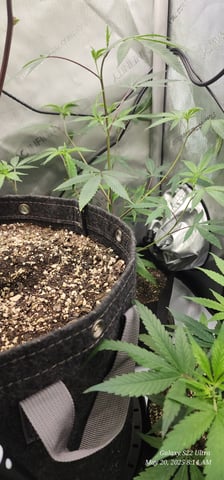 Mac Daddy Royale #1 Clones (Male) — vegetative, day 40