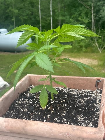 White Widow Twins — vegetative, day 34