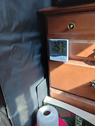 black gorilla feminized  — vegetative, day 6