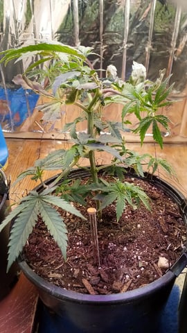 Jack hearer/Jack the ripper? — vegetative, day 69
