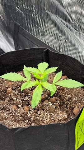 Gorilla Cookies Auto (42 FastBuds) — vegetative, day 21