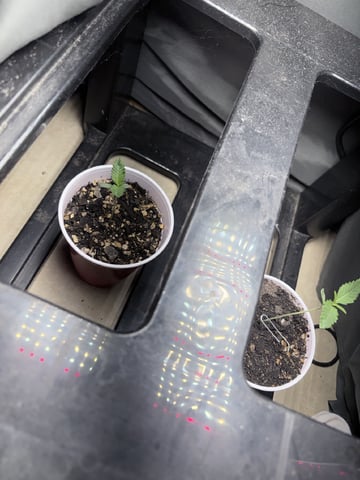 New LADIEZZ — seedling_rooting, day 11
