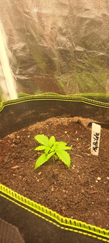 First Grow with the new setup  — seedling_rooting, day 11