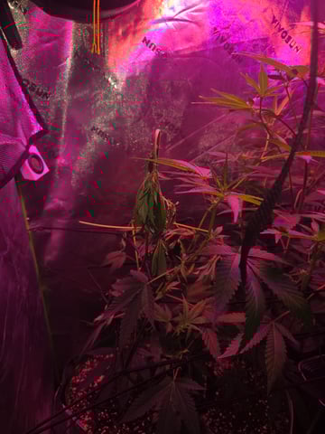 FIRST GROW — flower, day 42