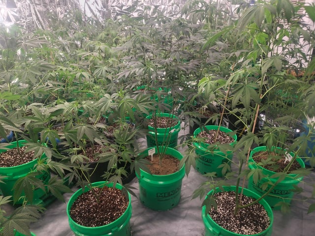 Lets start from the beginning — flower, day 111