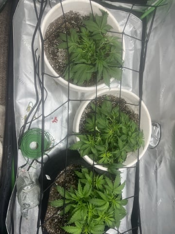 Autoskunk and OG Kush — vegetative, day 32