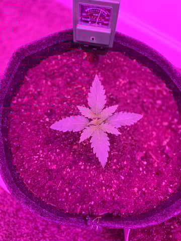 First Grow — vegetative, day 13