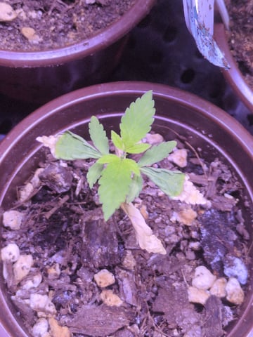 Audrey III — seedling_rooting, day 24