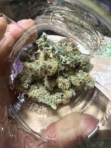 Gorilla Cookies — 1st Grow