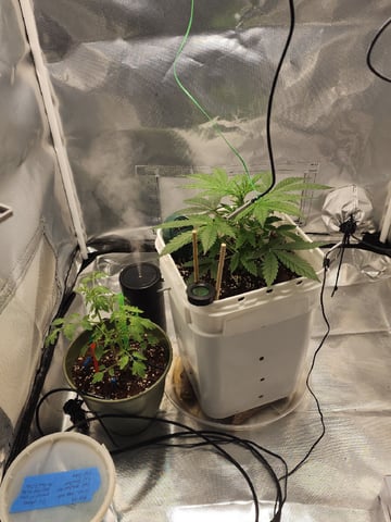 Original Northern Lights — vegetative, day 31