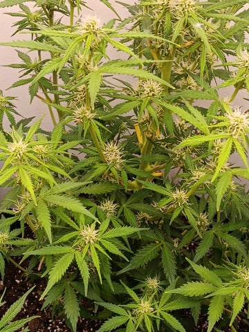 Indoor Closet Grow — flower, day 61