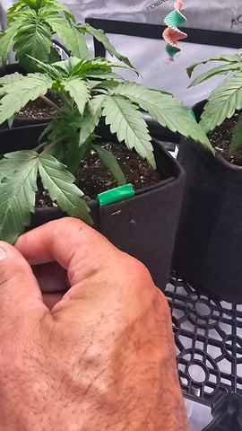 ethos genetics  — vegetative, day 19