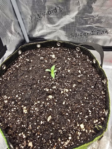 mc nuggets r1 — seedling_rooting, day 4