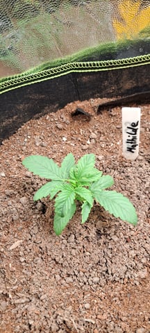 First Grow with the new setup  — seedling_rooting, day 12