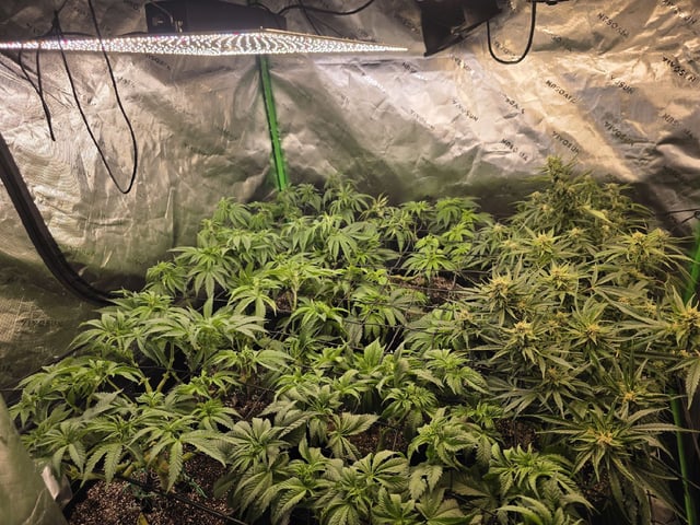 Hazy Daze — vegetative, day 52