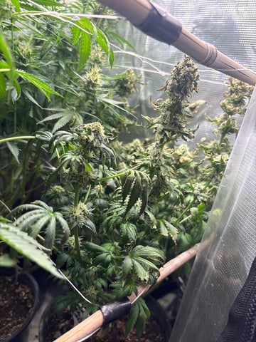 first grow in new 2x2 — flower, day 97