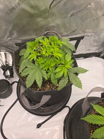 Purple Haze  — vegetative, day 21
