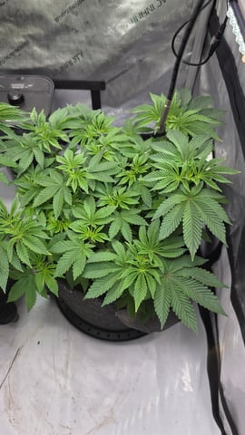 ethos genetics  — vegetative, day 53