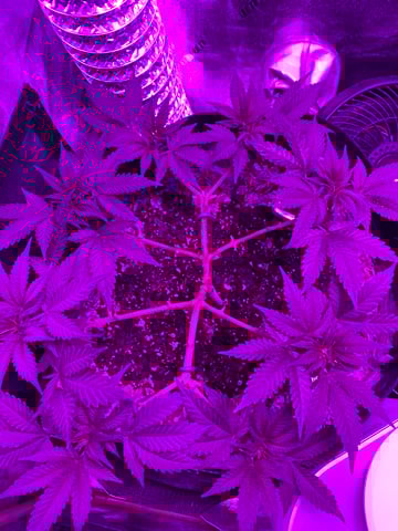 Amnesia Haze (First Ever Grow) — vegetative, day 49