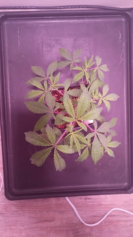 FKAFL — vegetative, day 9