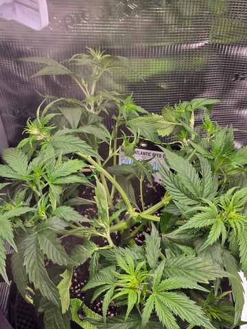blue dream auto — vegetative, day 30