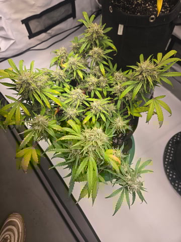 2nd Grow 3x5 tent — flower, day 74