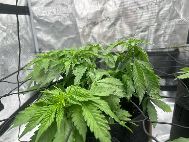 2025-26 harvest INDOOR — vegetative, day 67