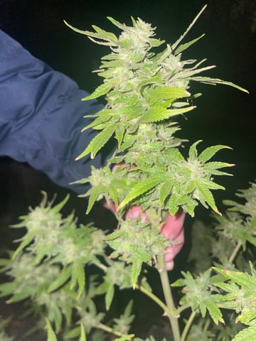 any help suggestions welcome — flower, day 31