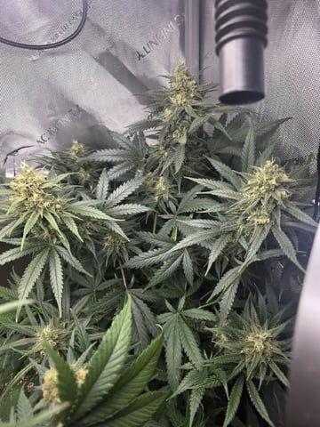 Coco Grow — flower, day 89