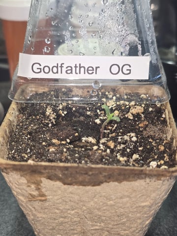 Apple Fritter  — grow_setup, day 1