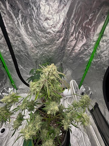 frosted zinn x cookie dog auto