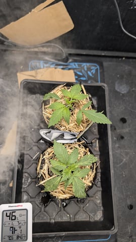 Double Smile And (Alien Vs Triangle X Strawberry Nuggets) — vegetative, day 16
