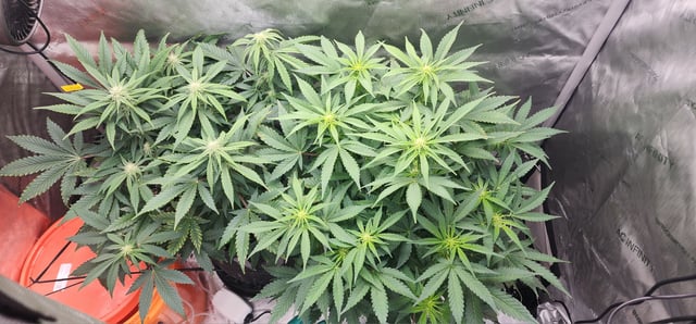 FastBuds Trainwreck Auto — flower, day 50