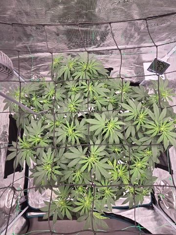  Insane OG