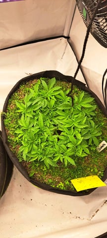 First Grow with the new setup  — vegetative, day 47