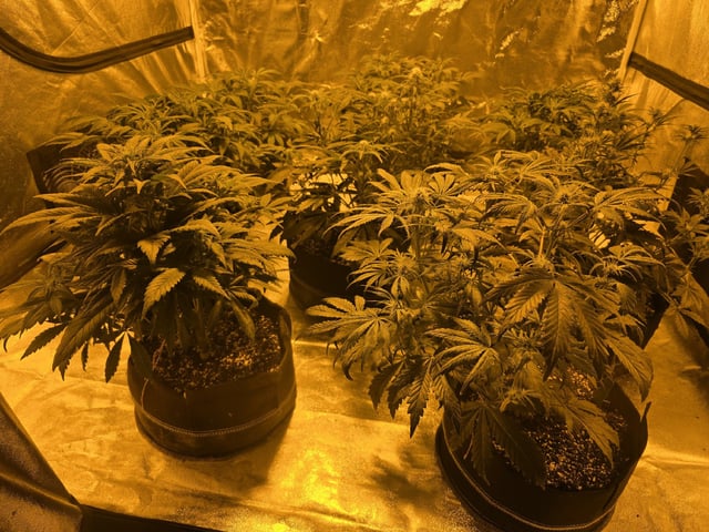 Autos AGAIN — vegetative, day 44