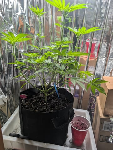 B E A utiful  — flower, day 61