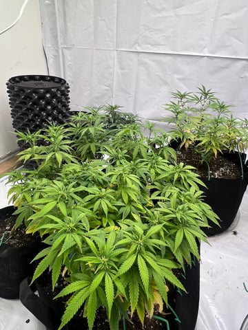 Indoor Grow  — flower, day 56