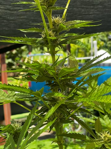 Gorilla Glue — flower, day 36