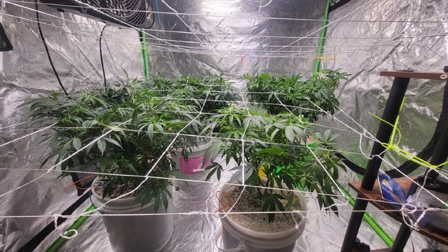 1st grow indoors(cardboard box to 2x2x4 to 5x5x6) — vegetative, day 80