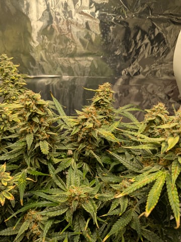 first grow — flower, day 123