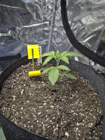 Grow 1 2026 Gelato Rainbow Sherbert  — vegetative, day 10